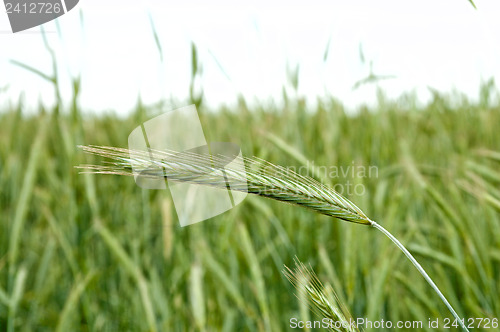 Image of green ear of rye in focus