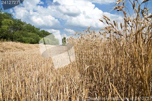 Image of Golden wheat ears. south Ukraine