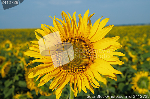 Image of landscape with sunflower field and blue sky