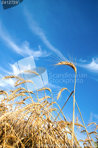Image of Golden wheat ears with blue sky over them