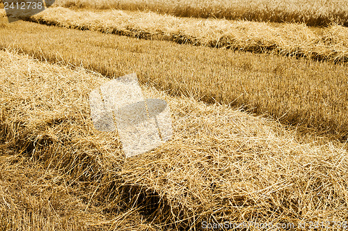 Image of collected harvest on the field. south Ukraine