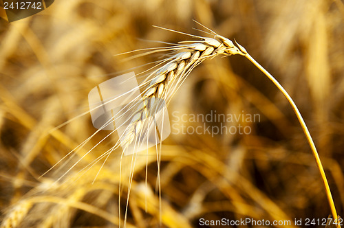 Image of ear in sunrays. deep color