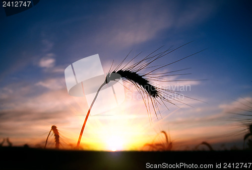 Image of sunset on field at summer