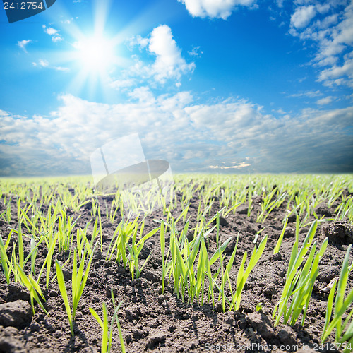 Image of green shots on field with sun over them