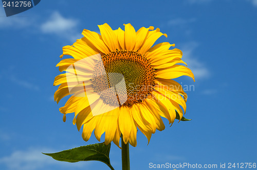 Image of beautiful sunflower