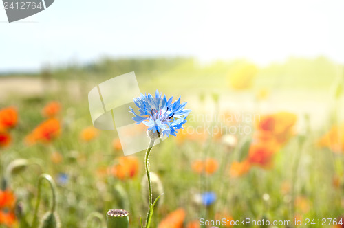 Image of blue cornflowers in the rays of the sun
