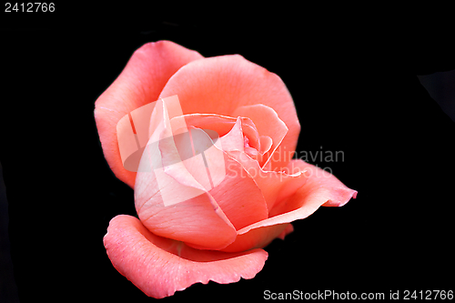Image of beautiful rose over dark background