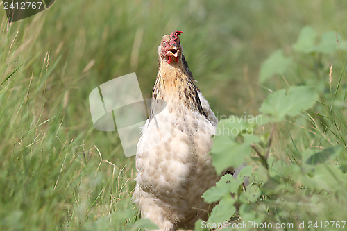 Image of beige hen coming towards camera