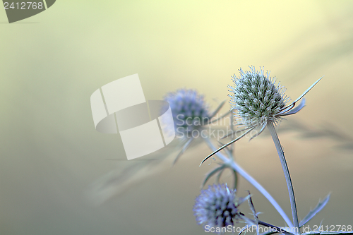 Image of blue sea holly