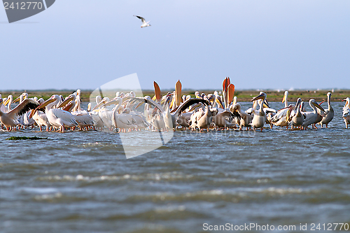 Image of colony of pelicans