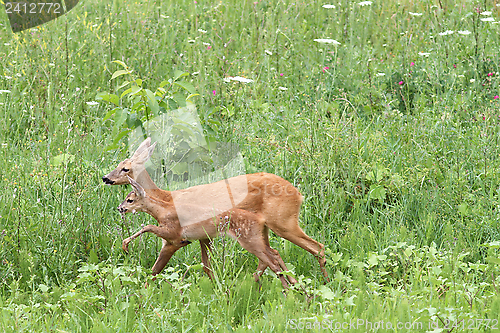 Image of deer family walking among the grass