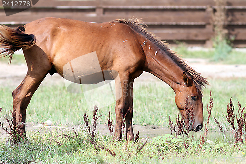 Image of grazing horse