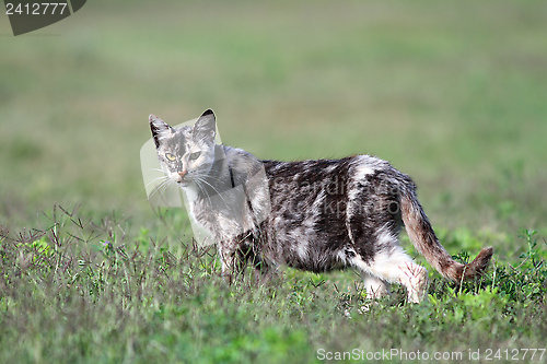 Image of grey and white cat in the grass