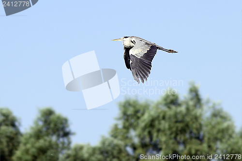 Image of grey heron in flight