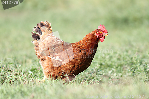 Image of hen looking for food