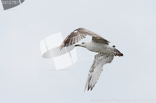 Image of juvenile larus argentatus 