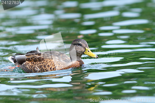 Image of mallard duck female swimming on water surface