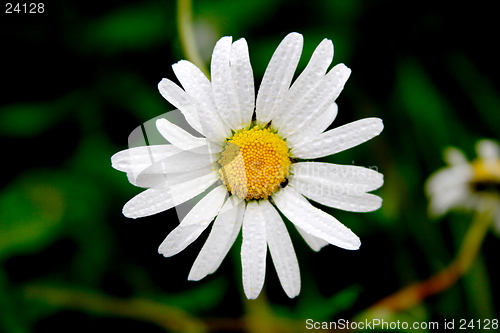 Image of Daisy
