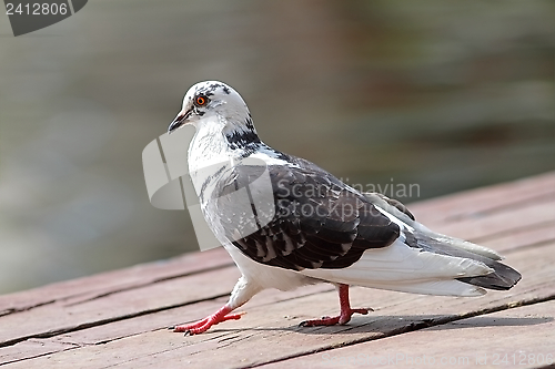Image of mottled pigeon walking