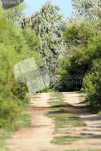 Image of path in the Danube Delta