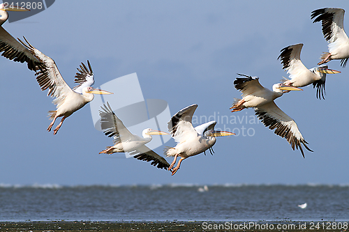 Image of pelicans in beautiful formations