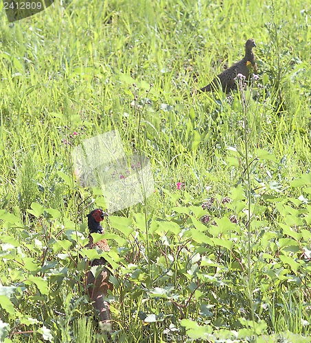 Image of pheasant cock and hen