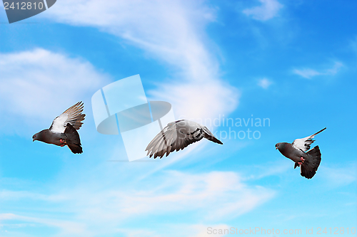 Image of pigeon flying over beautiful sky