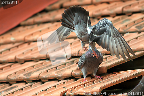 Image of pigeons fighting on the roof