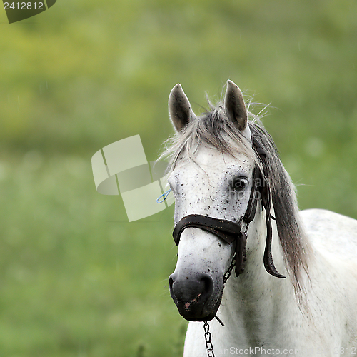 Image of portrait of a horse