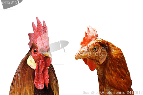 Image of rooster and hen