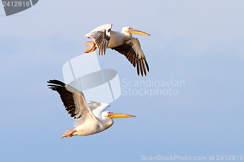 Image of two beautiful pelecanus onocrotalus flying