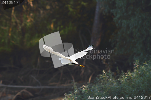 Image of white heron flying