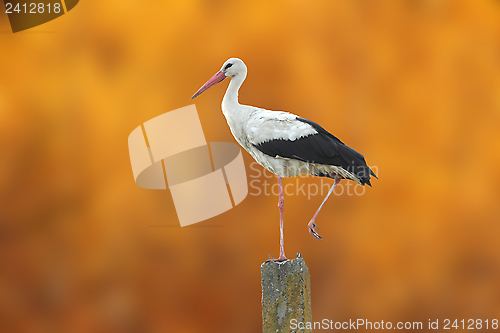 Image of white stork over autumn background