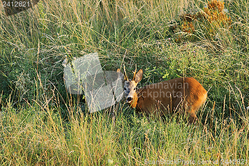 Image of young wild roebuck