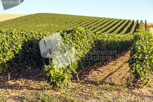 Image of rioja vineyards