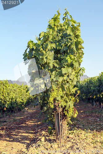 Image of rioja vineyards