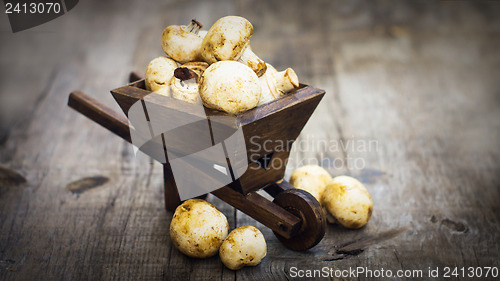 Image of Fresh Muschrooms in a miniature wheelbarrow