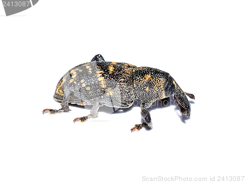 Image of Pine weevil