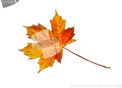 Image of Maple leaf with autumn colors