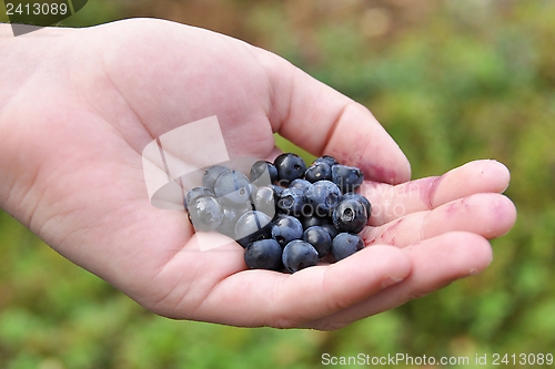 Image of Offering blueberries