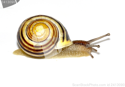 Image of Garden snail