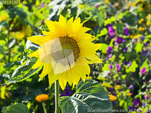 Image of Sunflower in a garden