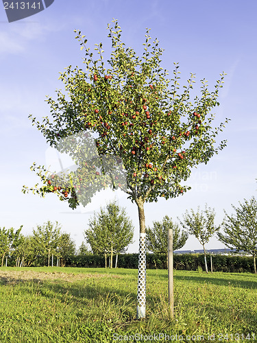 Image of Picture of an apple tree