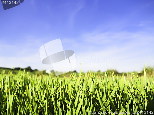 Image of Green grass and blue sky