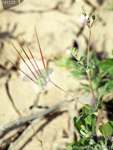 Image of Erodium sp.