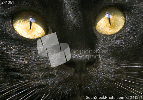 Image of cat eyes