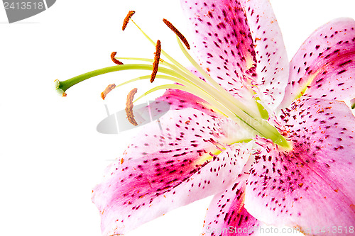 Image of Pink lily on white