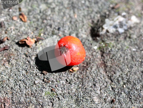 Image of Berry red rose hips