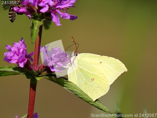 Image of Butterfly on a blue flower