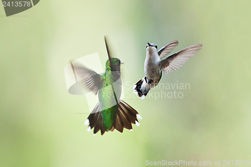 Image of Hummingbirds mating dance